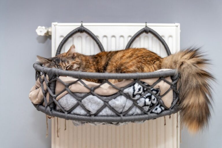 10 itens essenciais que toda casa com gato deve ter