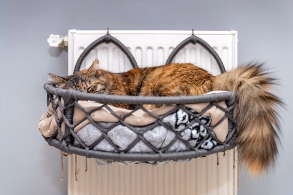 10 itens essenciais que toda casa com gato deve ter