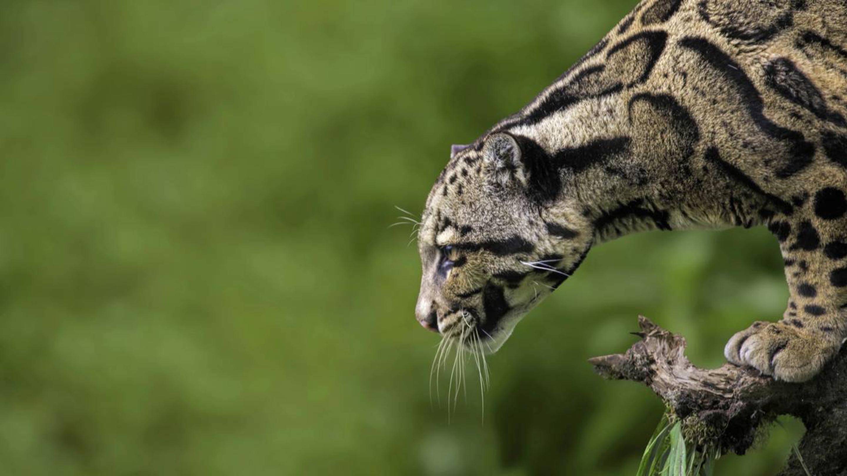 Câmera faz registro histórico de uma das espécies de felinos mais raras do mundo