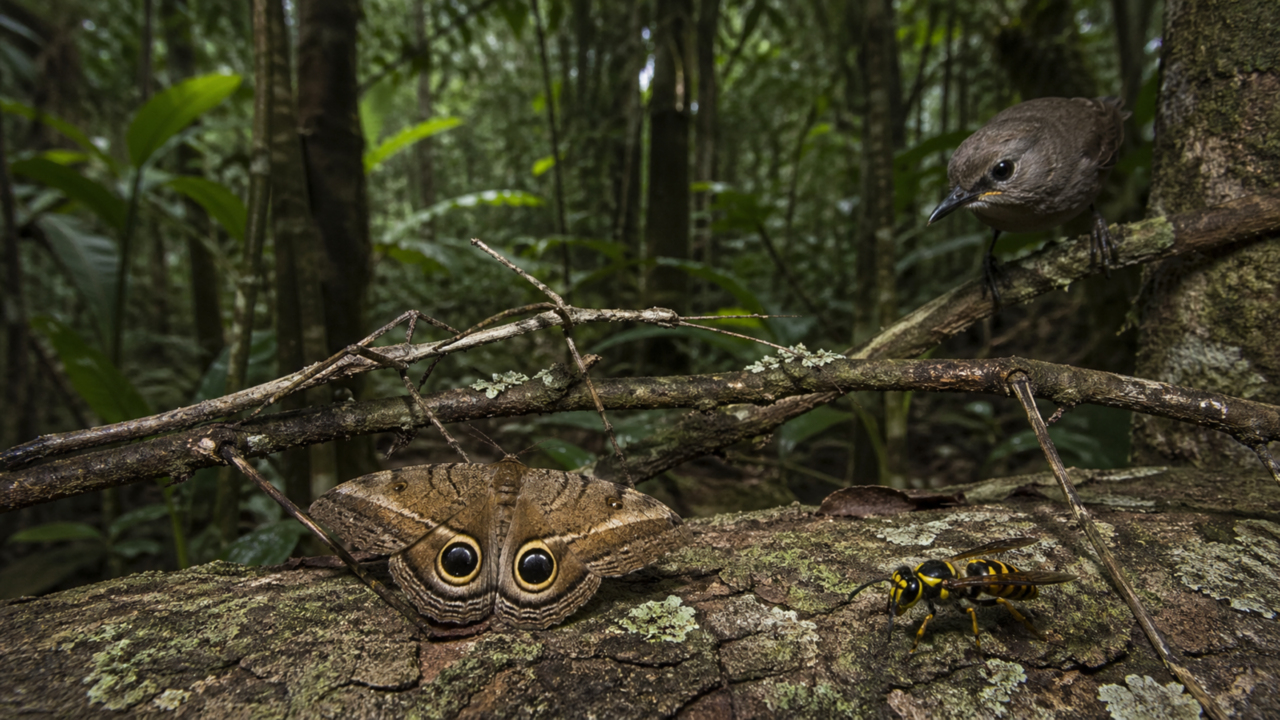 A estratégia curiosa que alguns insetos usam para enganar predadores e escapar da morte