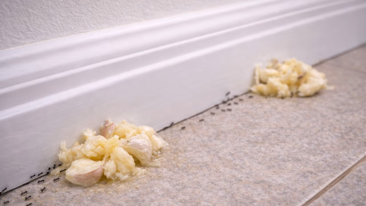 Onde colocar alho para afastar pragas sem usar veneno e proteger sua casa de forma natural