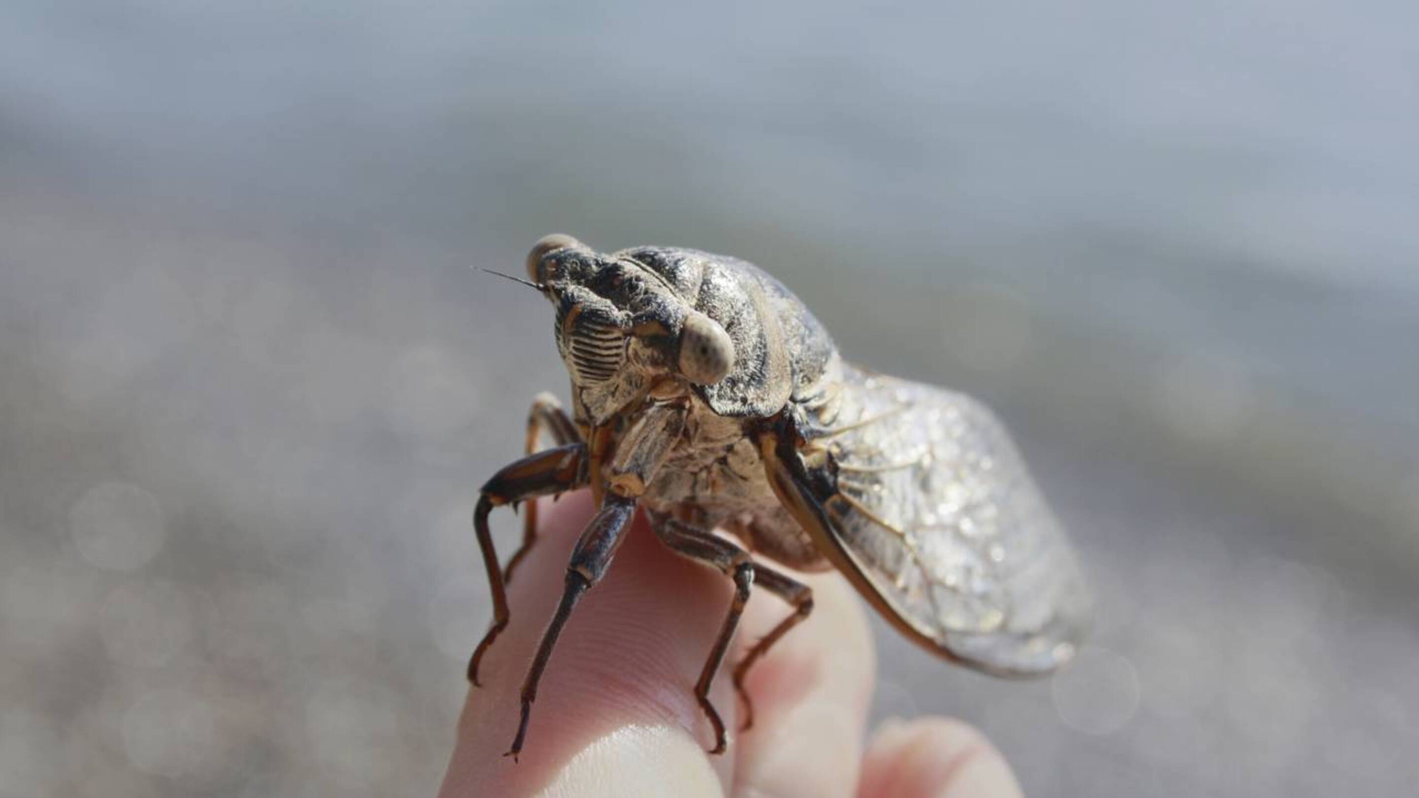 Esses animais só emergem do solo após 17 anos por segurança