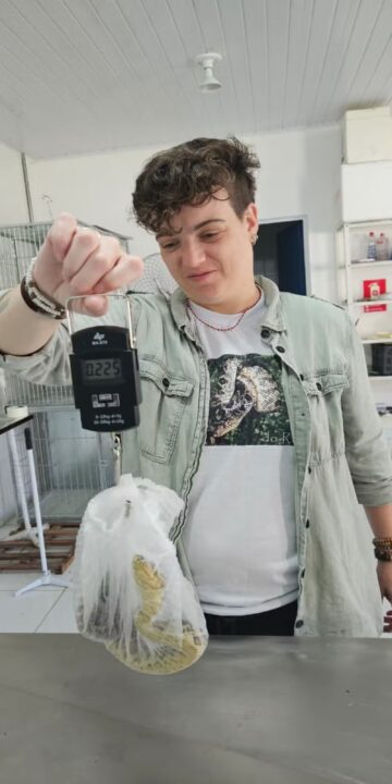 Daniela Gennari realiza a pesagem de fIlhote de Jiboia-do-ribeira (Corallus cropanii). Foto Projeto Jiboia-do-ribeira