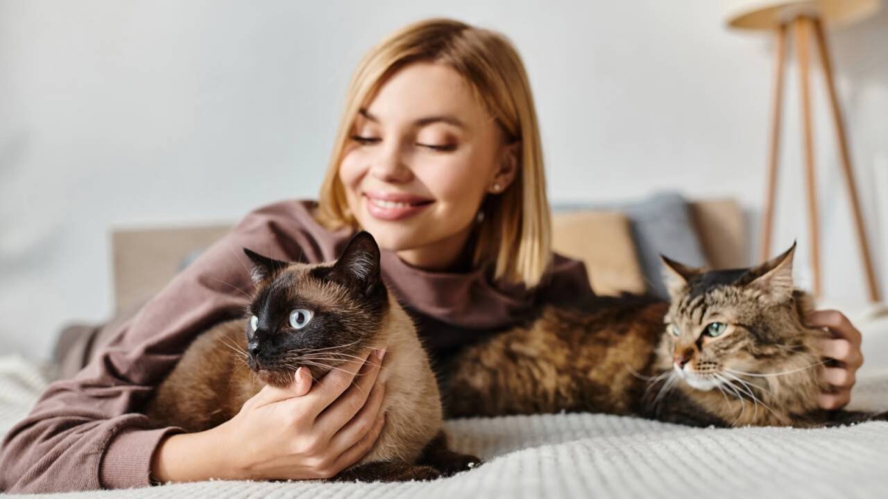 Donos de gatos não podem mais deixá-los sozinhos por muito tempo e nova regra impõe rotina obrigatória de cuidados e atenção diária