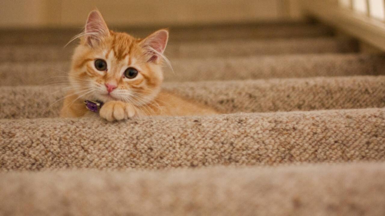 Donos de gatos não podem mais deixá-los sozinhos por muito tempo e nova regra impõe rotina obrigatória de cuidados e atenção diária