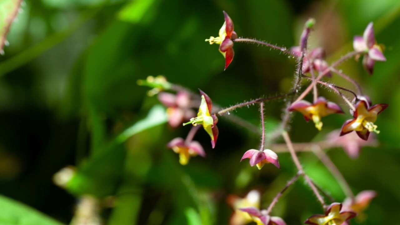 Essa planta (Epimedium) discreta revitaliza qualquer canto sombreado e seco do jardim
