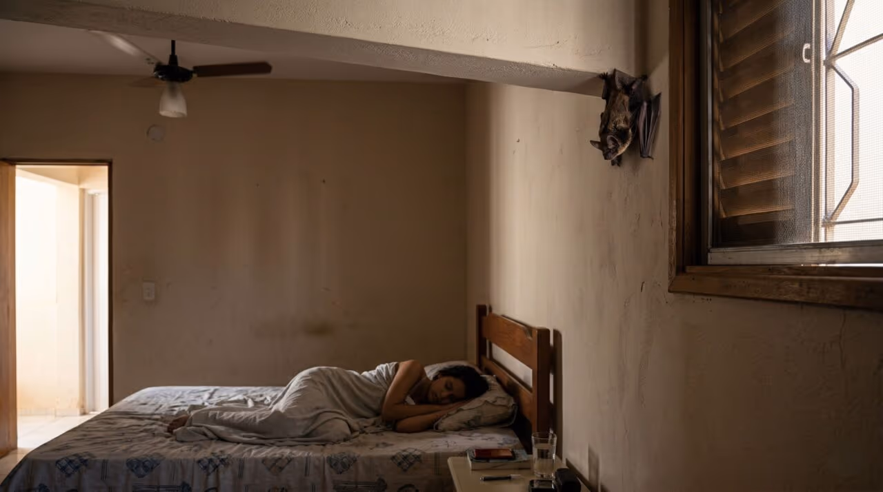 Como agir corretamente caso notar que há morcegos vivendo na sua casa?