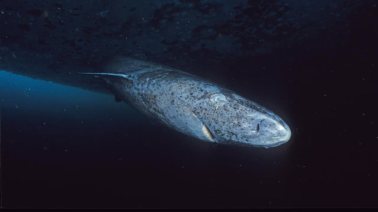 Gigante de 518 anos foi encontrado vivendo no fundo do mar