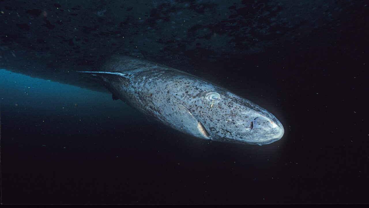 Gigante de 518 anos foi encontrado vivendo no fundo do mar