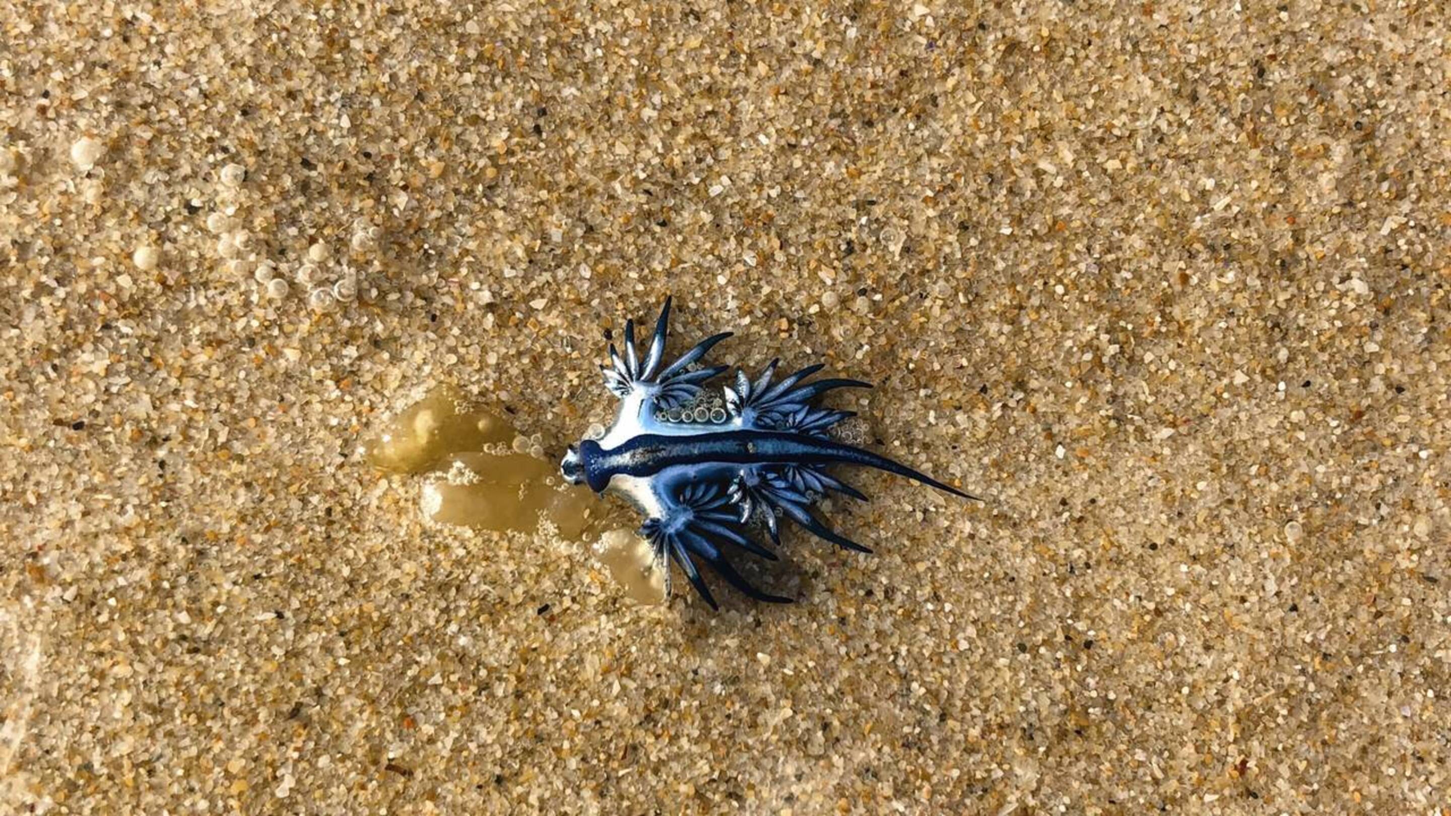 Dragão azul causa fechamento de praias no país
