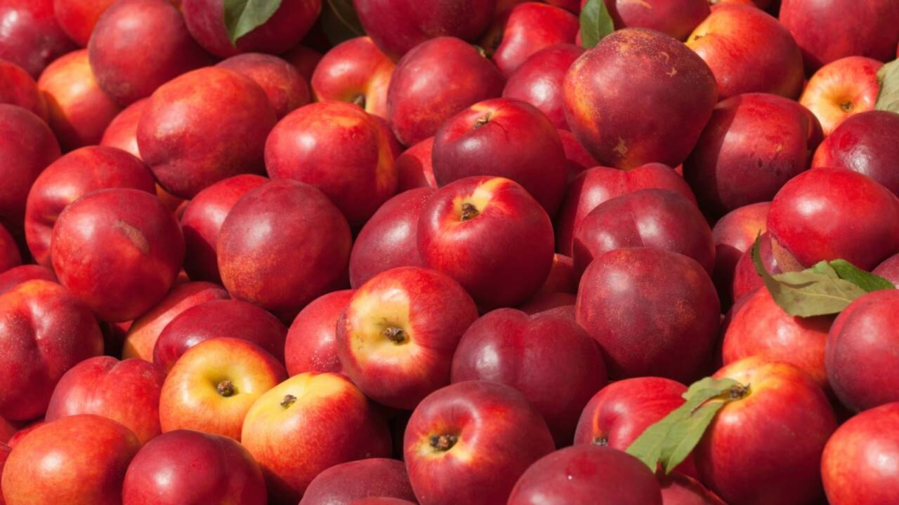 Guarda Civil prende agricultor por plantar nectarinas e aplica uma multa de até $300.000