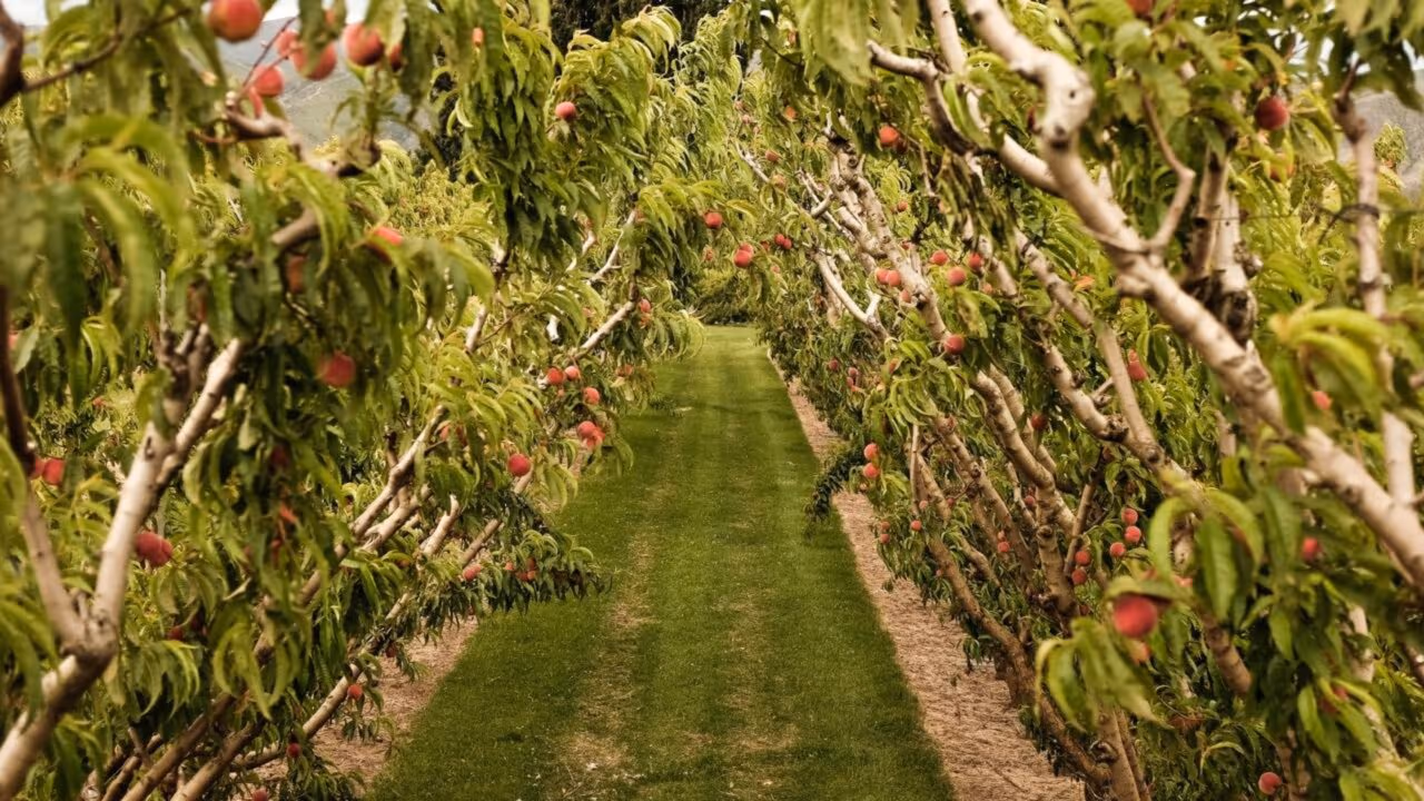 Guarda Civil prende agricultor por plantar nectarinas e aplica uma multa de até $300.000