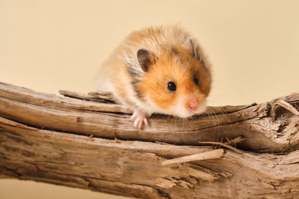 Hamster: 7 curiosidades sobre esse roedor 