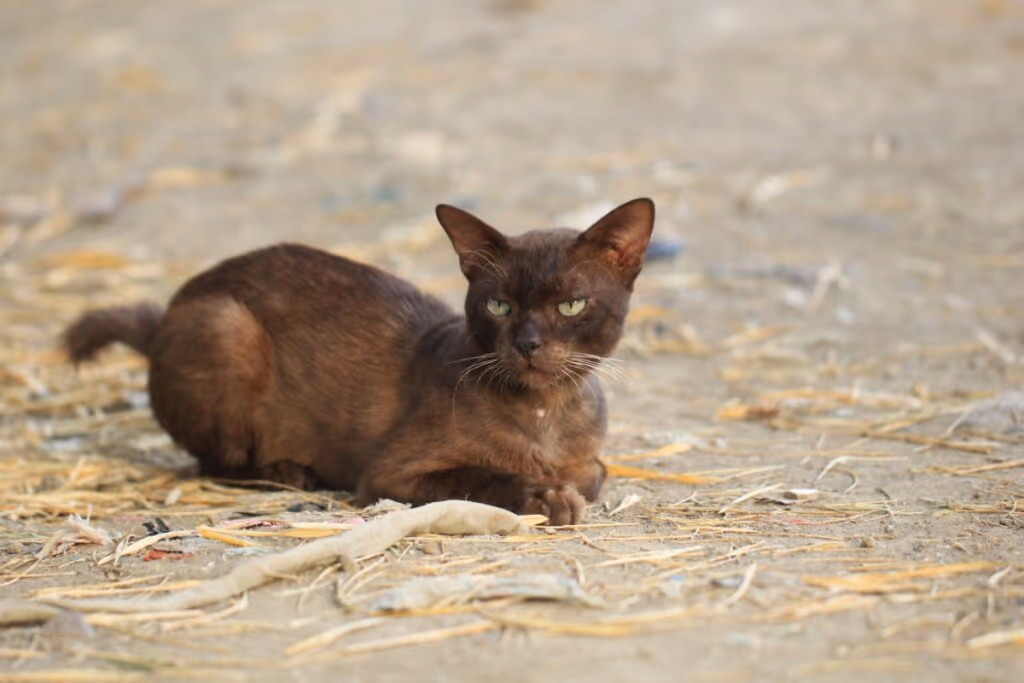 Gato marrom: 6 raças que se destacam pela cor da pelagem