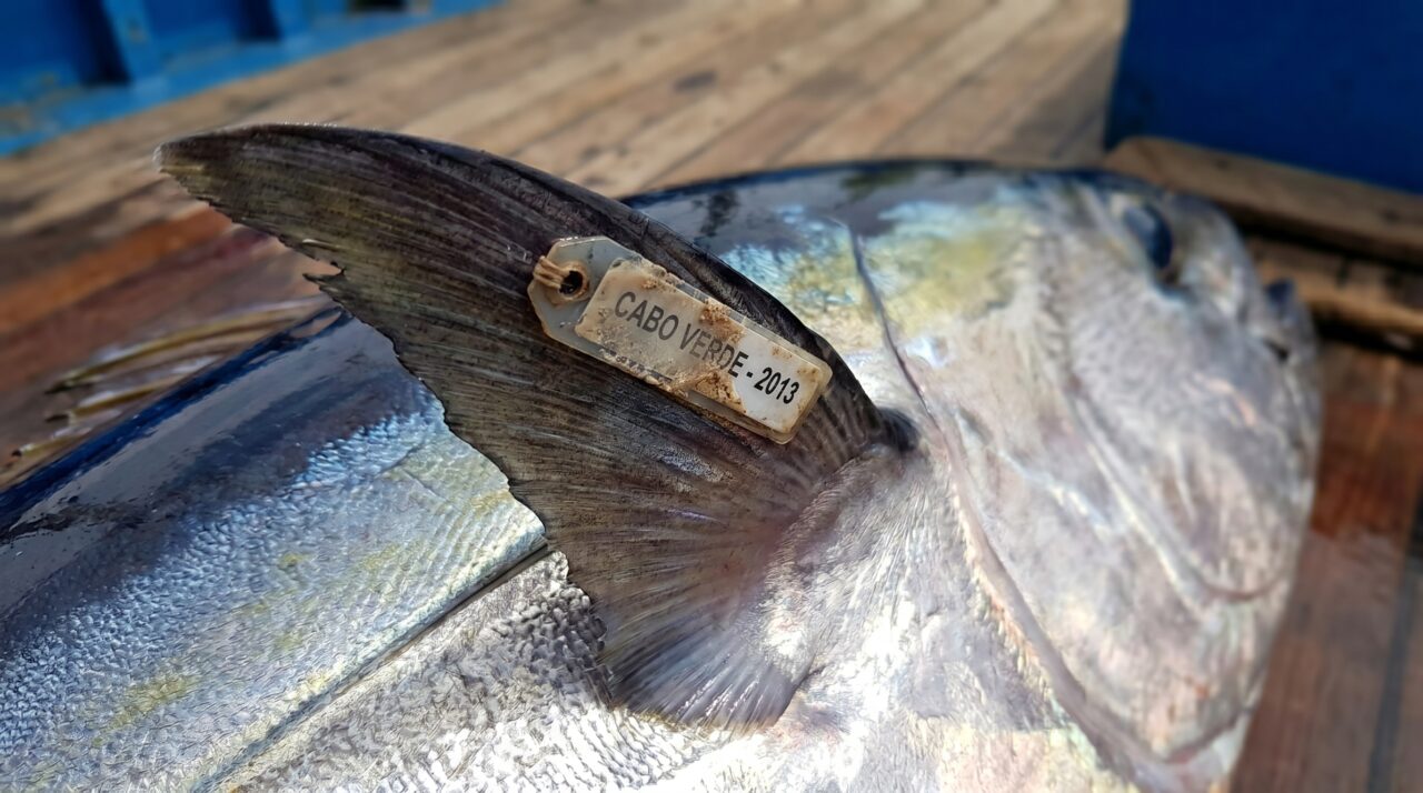 “Histórico e inacreditável”: um barco galego pesca na área equatorial um atum de olho grande marcado há dez anos em Cabo Verde