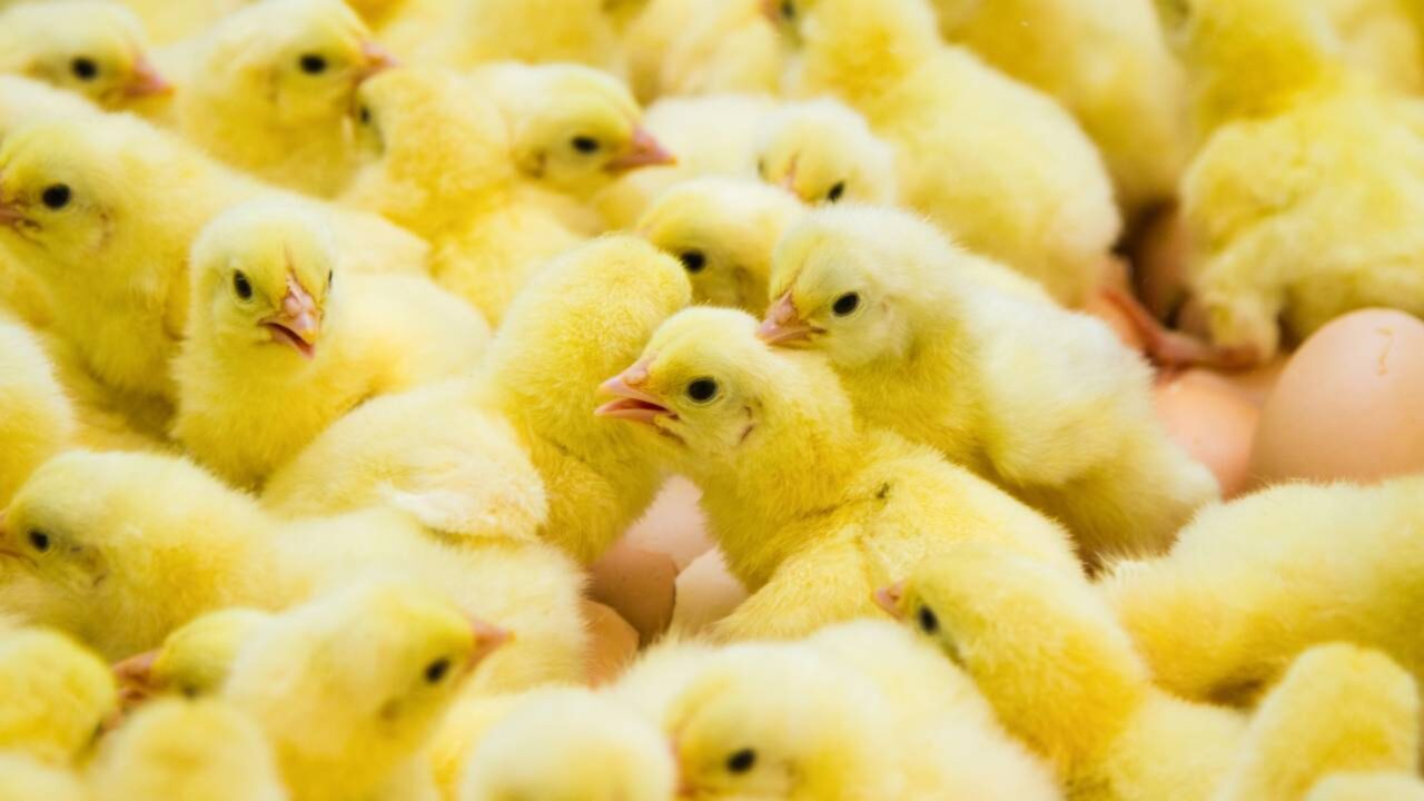 Homem volta para casa após passar dias fora e a encontra tomada por 70 pintinhos nascidos dos ovos que havia comprado