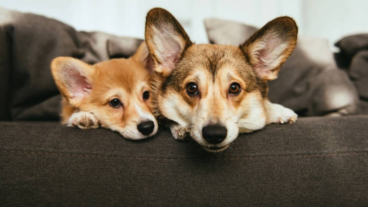 Lei proíbe donos de cachorros de deixarem os animais sozinhos em casa por mais de 6 horas