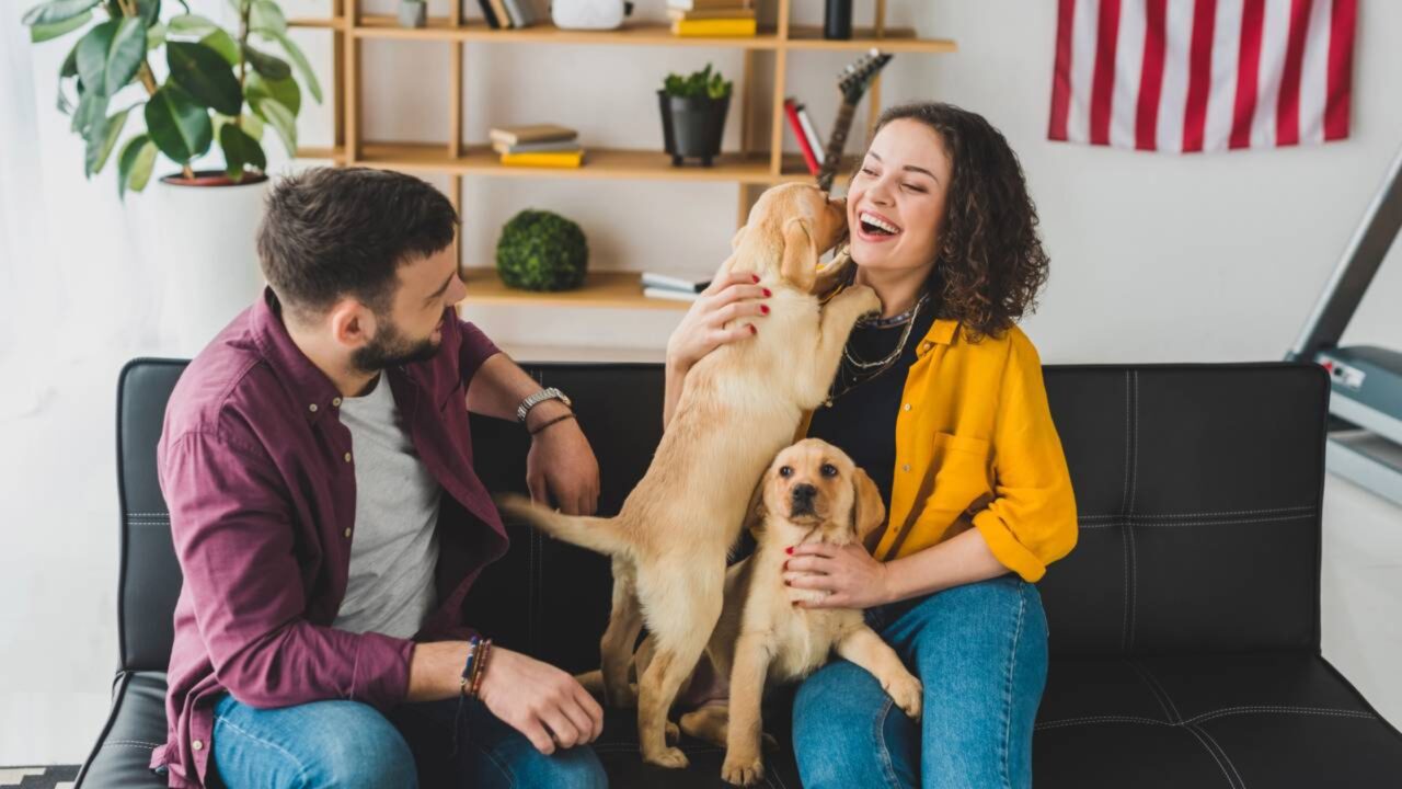Lei proíbe donos de cachorros de deixarem os animais sozinhos em casa por mais de 6 horas