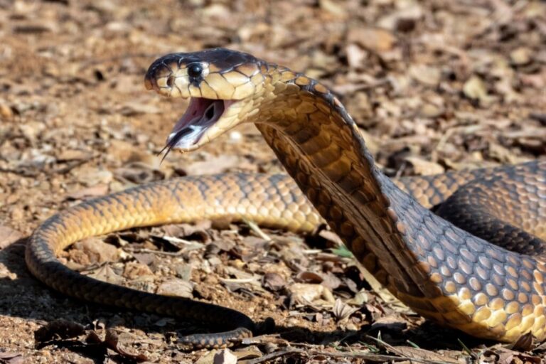 8 curiosidades sobre como os animais caçam na natureza
