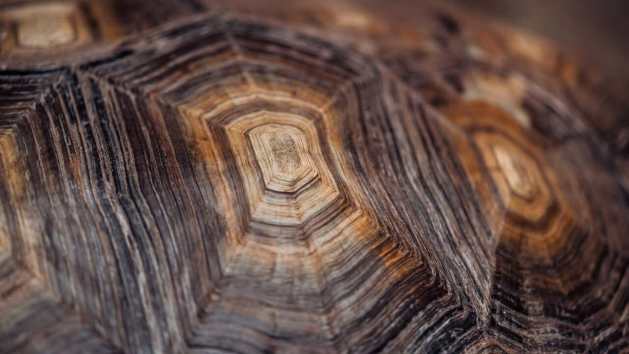 O animal terrestre mais velho do mundo se chama Jonathan, tem 193 anos e não, ele não morreu