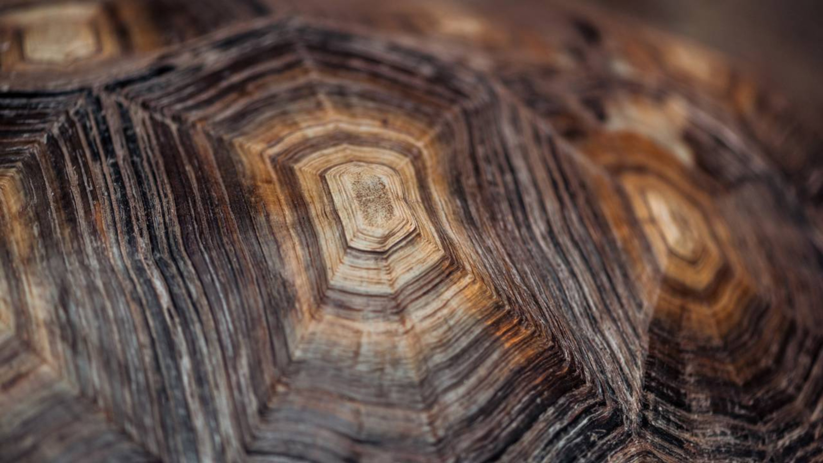 O animal terrestre mais velho do mundo se chama Jonathan, tem 193 anos e não, ele não morreu