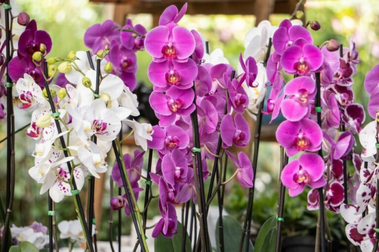 4 flores fáceis de cuidar que vão deixar seu jardim lindo no outono