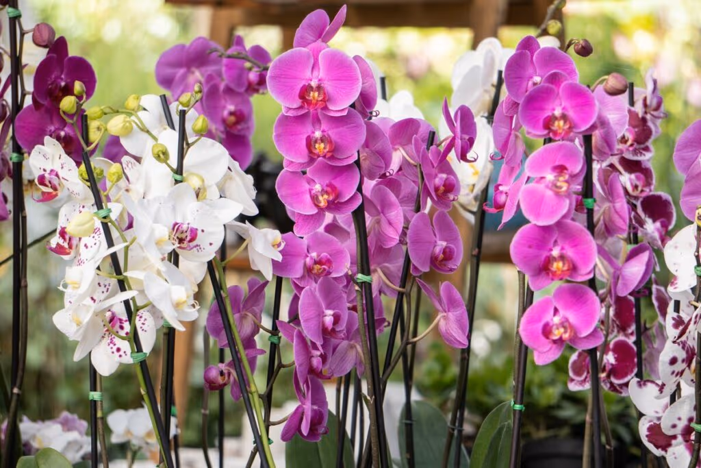 4 flores fáceis de cuidar que vão deixar seu jardim lindo no outono