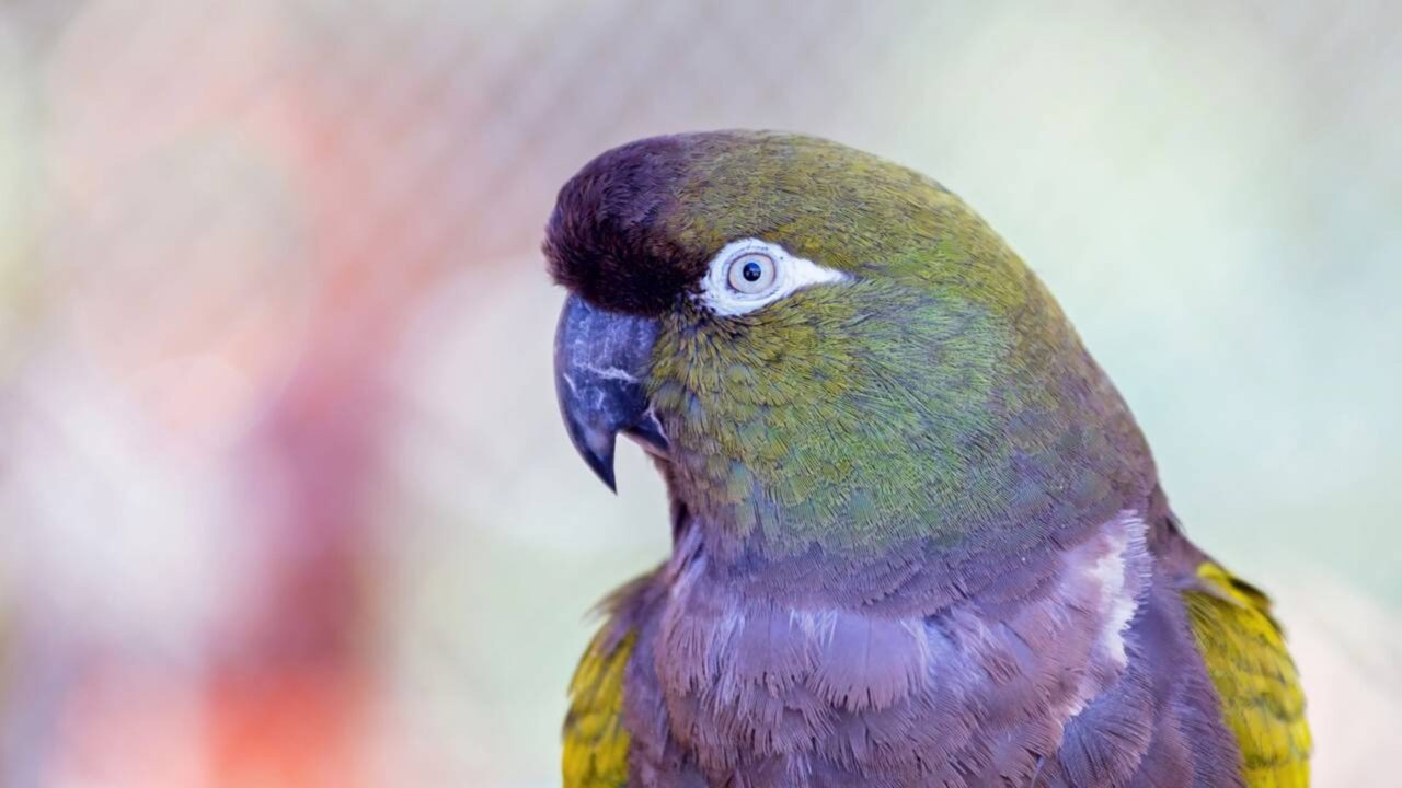 Qual a diferença entre arara, papagaio e maritaca?