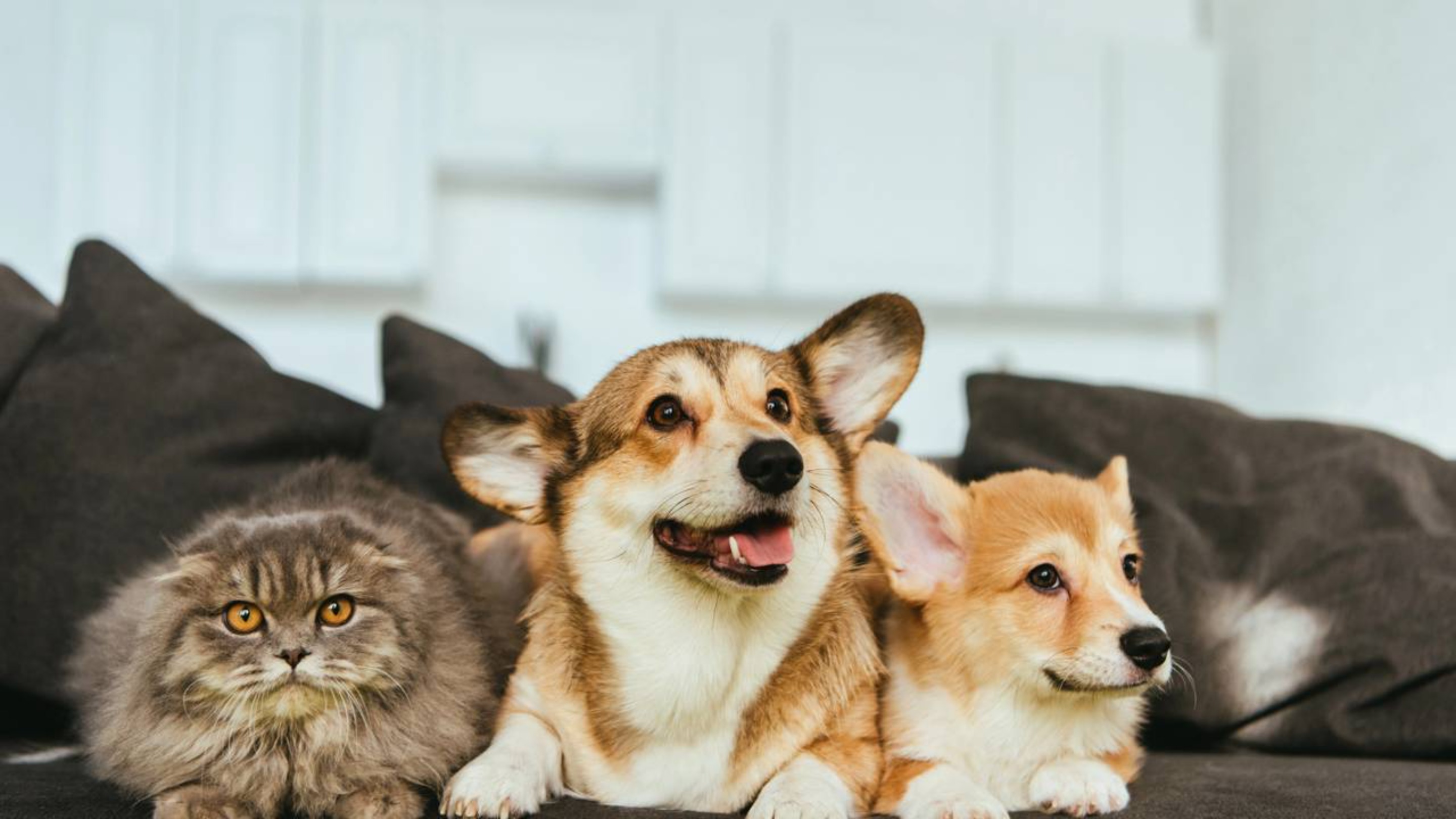 Senado aprova guarda compartilhada de animais de estimação, os pets