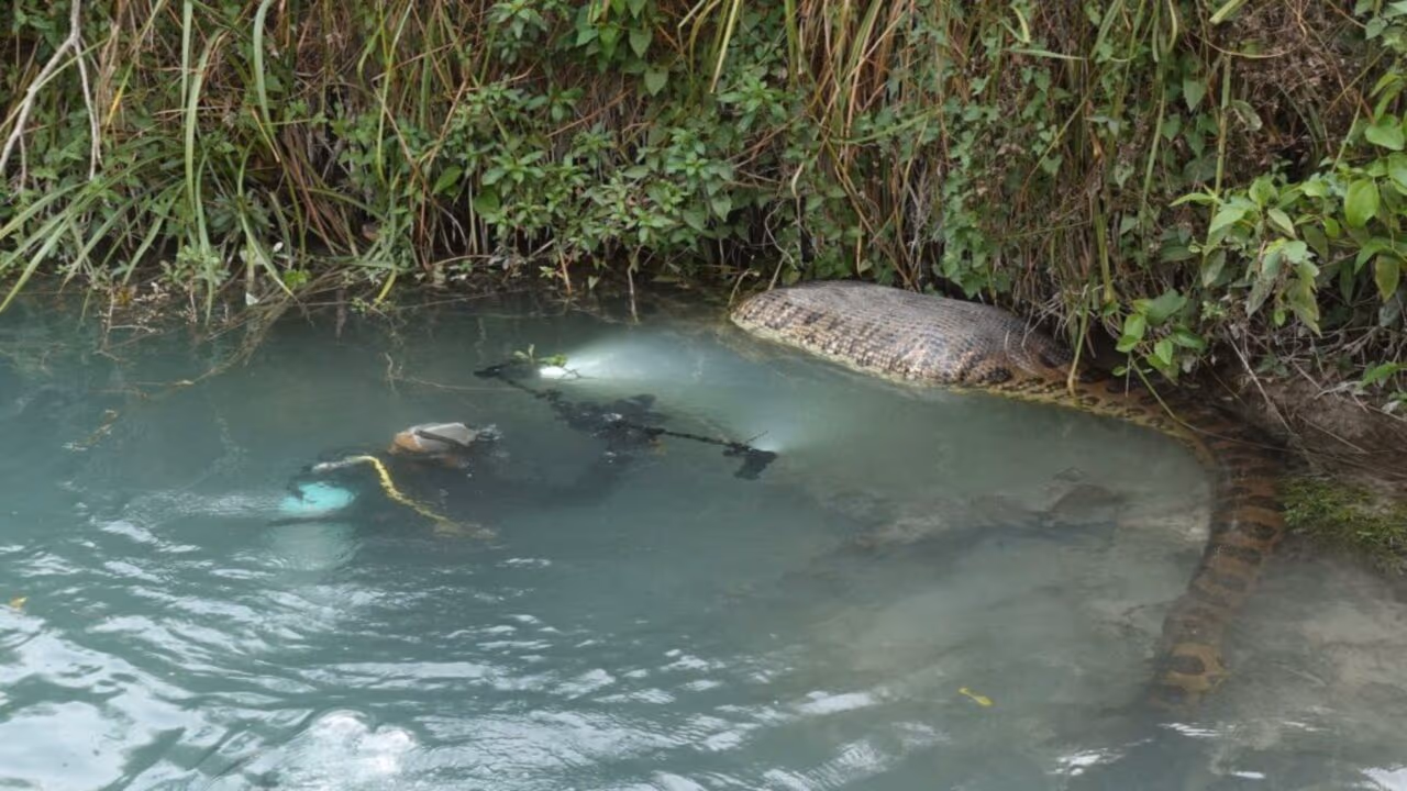 Sucuris Gigantes são registradas por fotógrafo no Rio Formoso
