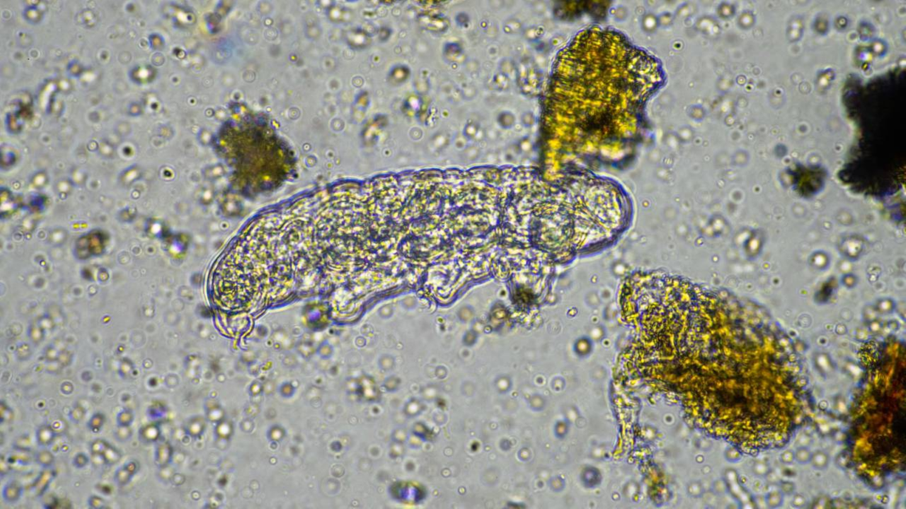 O microanimal que parece indestrutível sobrevive a extremos reais, mas por um motivo que muita gente ignora