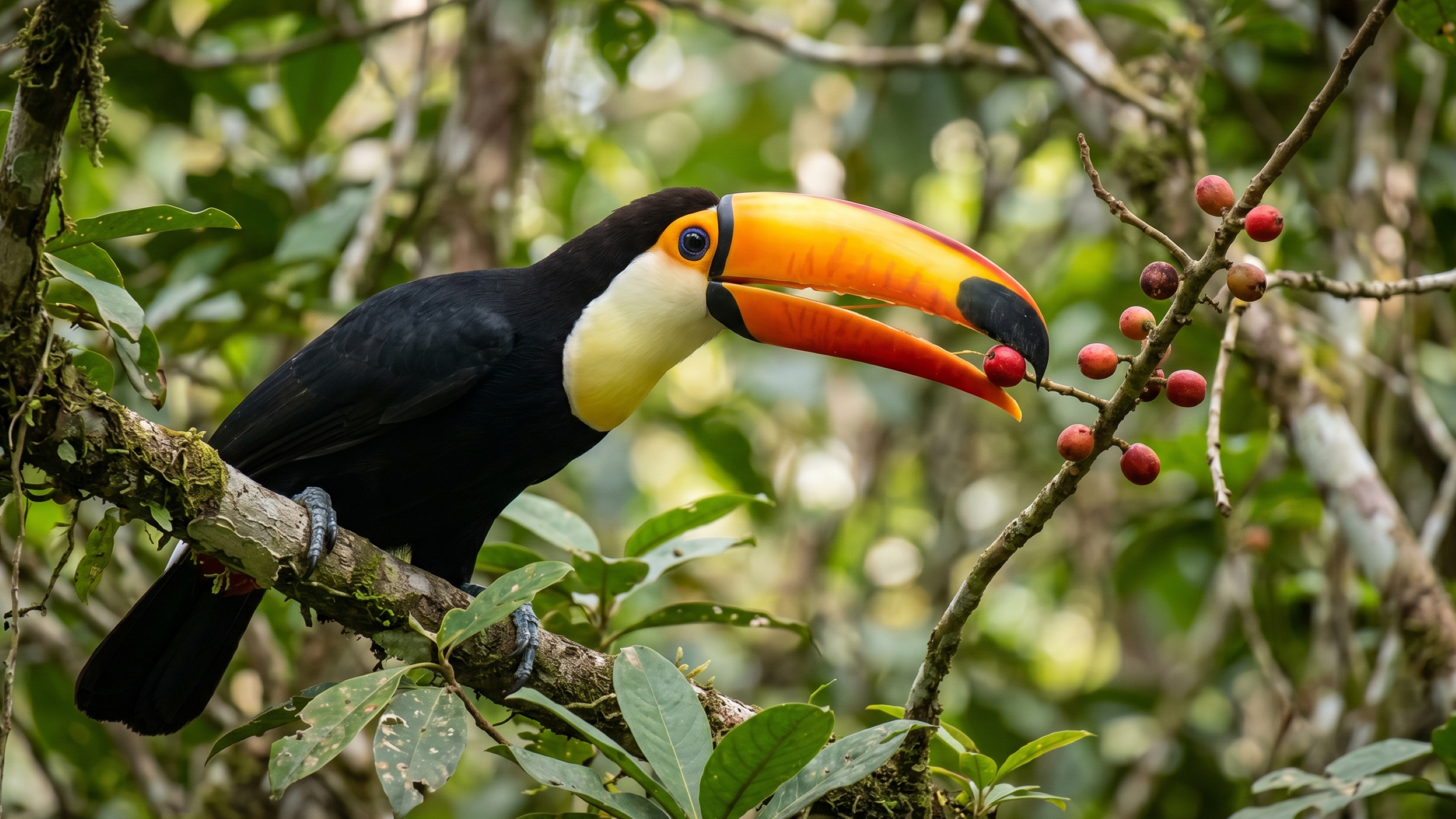 Tucano não é só beleza: o que o bico dessa ave realmente faz na natureza