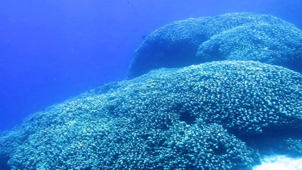 Uma criatura gigante “da dimensão de duas quadras ” foi encontrada nas profundezas do mar