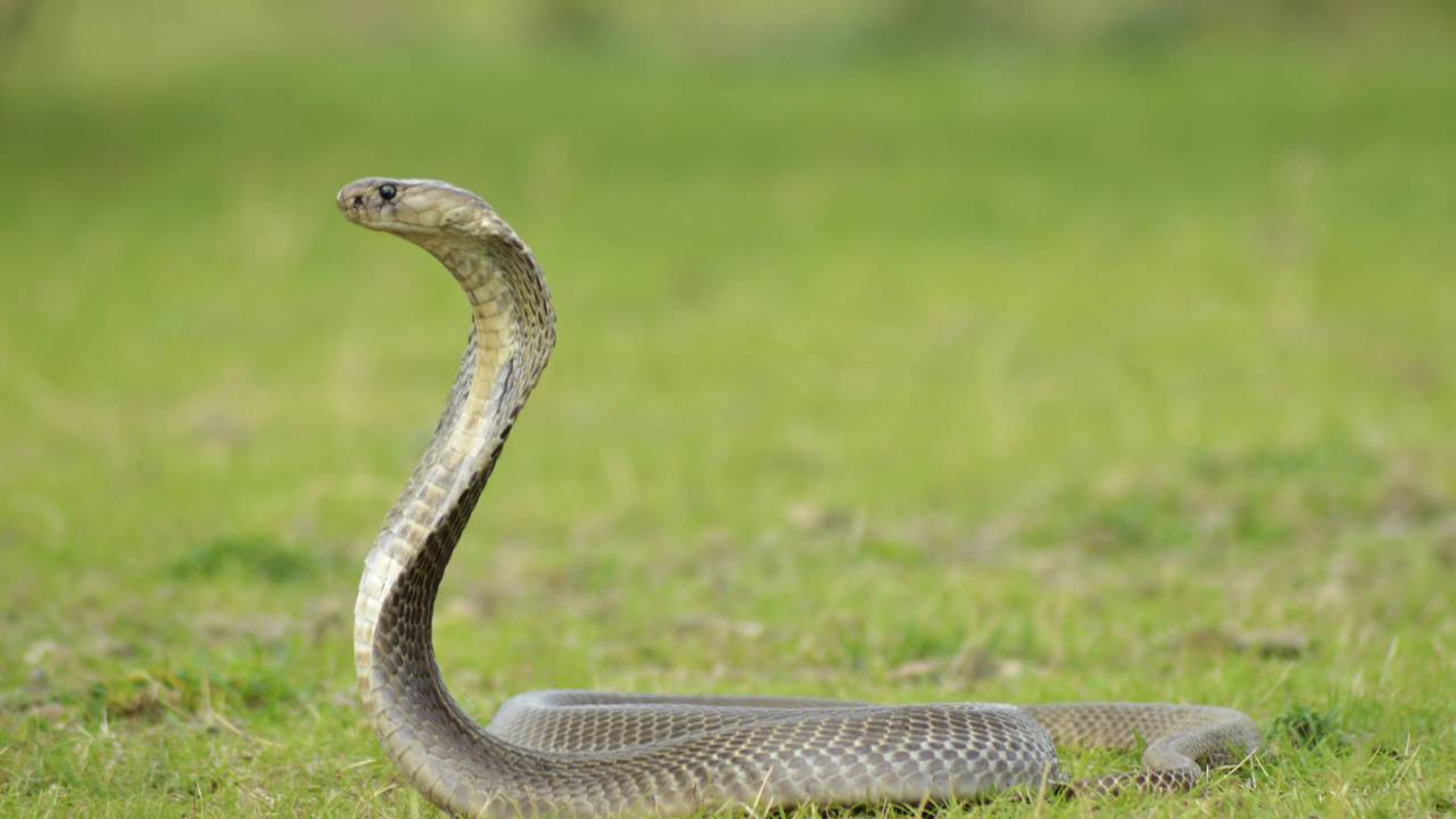 Usando matemática, física e biologia, cientistas descobrem como cobras ficam em pé