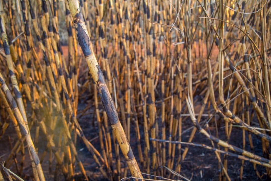 São Paulo regulamenta queima agrícola controlada