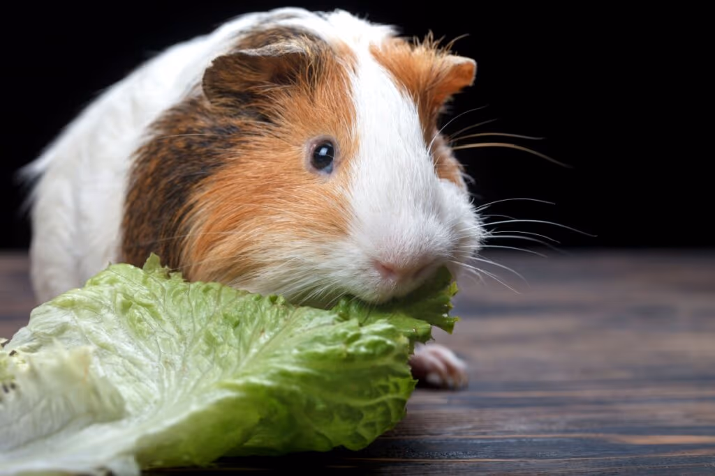 Porquinho-da-índia: 7 curiosidades que você precisa conhecer