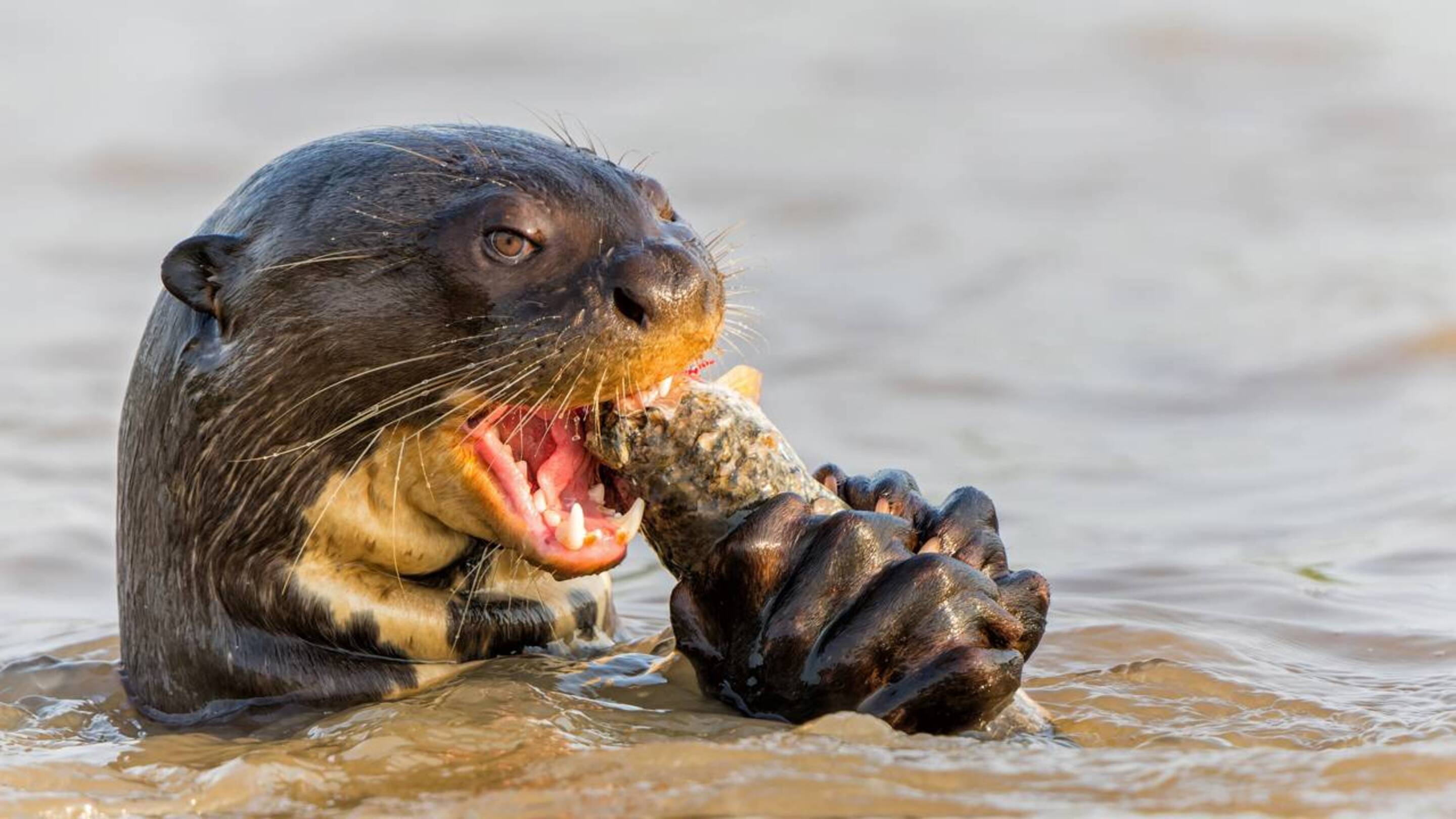 O maior predador aquático da América do Sul entra para a lista de proteção