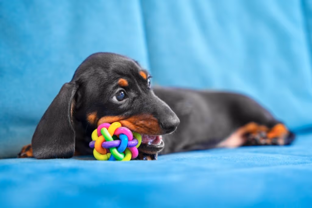 10 itens que toda casa com cachorro deve ter 