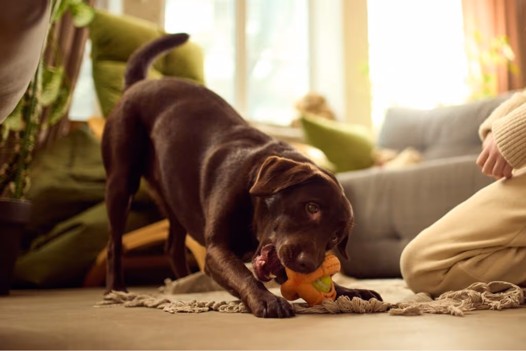 Entenda os riscos do tártaro para a saúde de cães e gatos