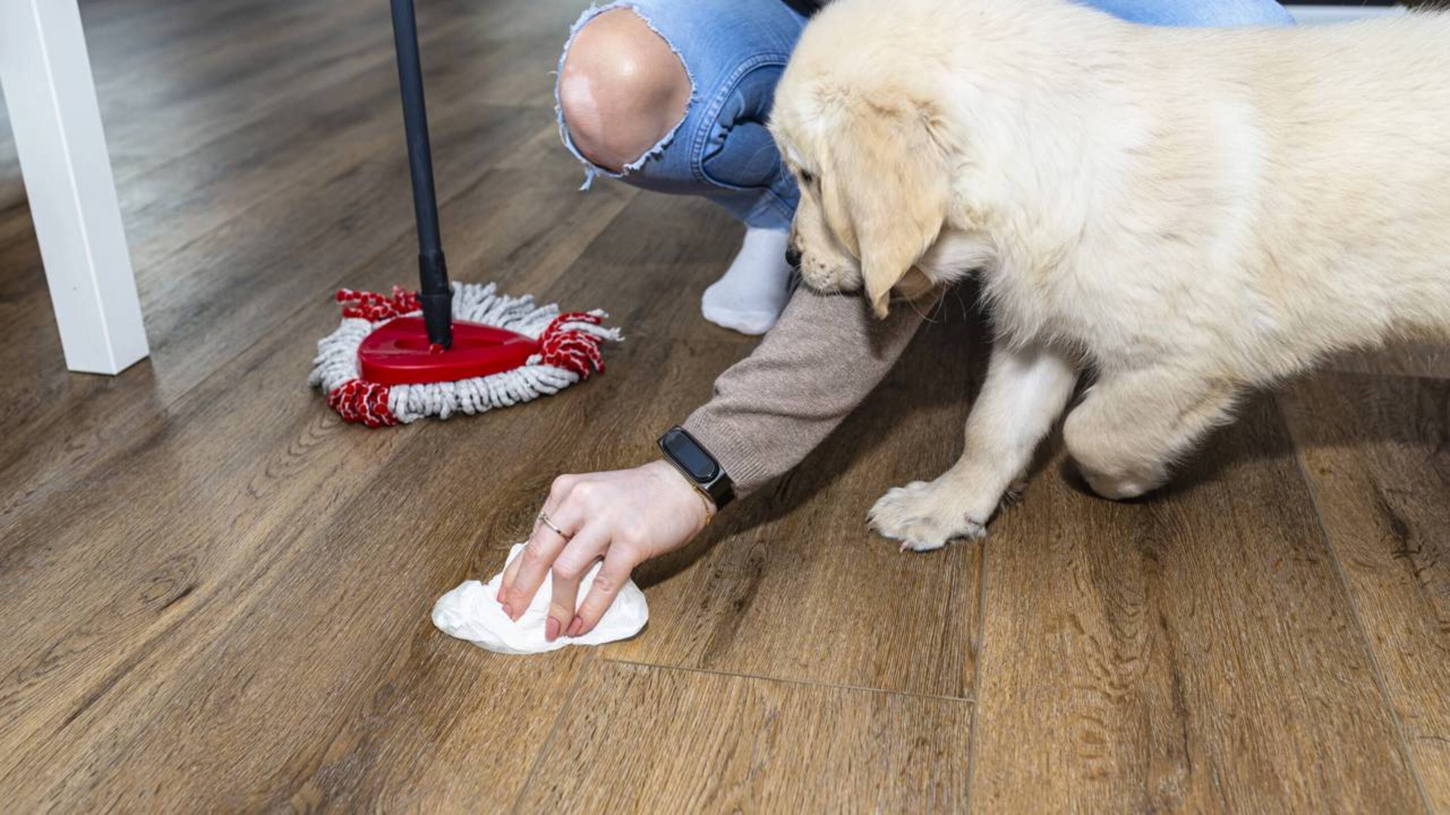 O segredo da mistura para tirar cheiro de xixi de cachorro do tapete