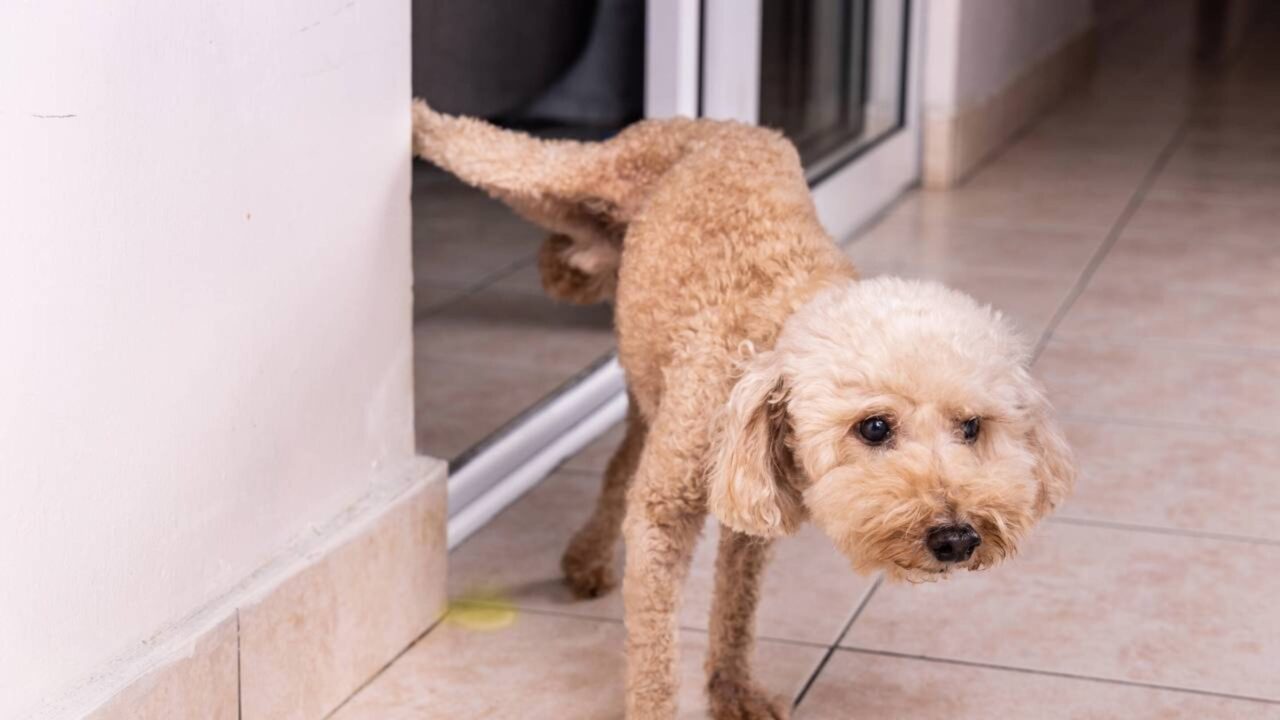 O segredo da mistura para tirar cheiro de xixi de cachorro do tapete