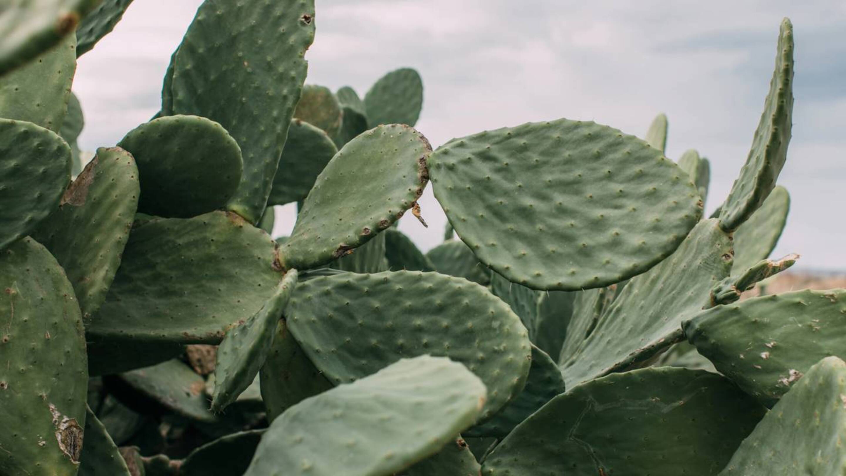 Cactos desmentem Darwin? O estudo que desmonta a evolução das plantas