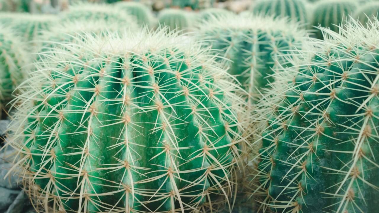 Cactos desmentem Darwin? O estudo que desmonta a evolução das plantas