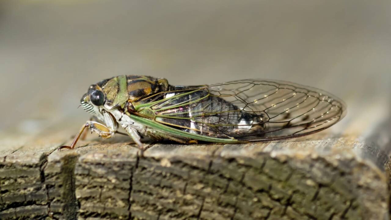 O raro fenômeno que trará trilhões de cigarras ao mesmo tempo à superfície e o fungo bizarro que as transforma em zumbis