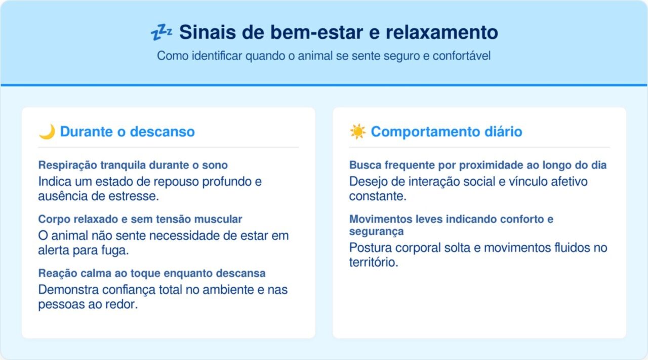 O que significa o cachorro dormir encostado nos seus pés?