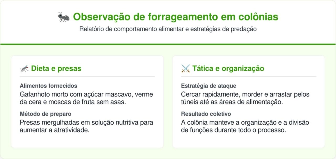 1000 formigas contra desastres naturais