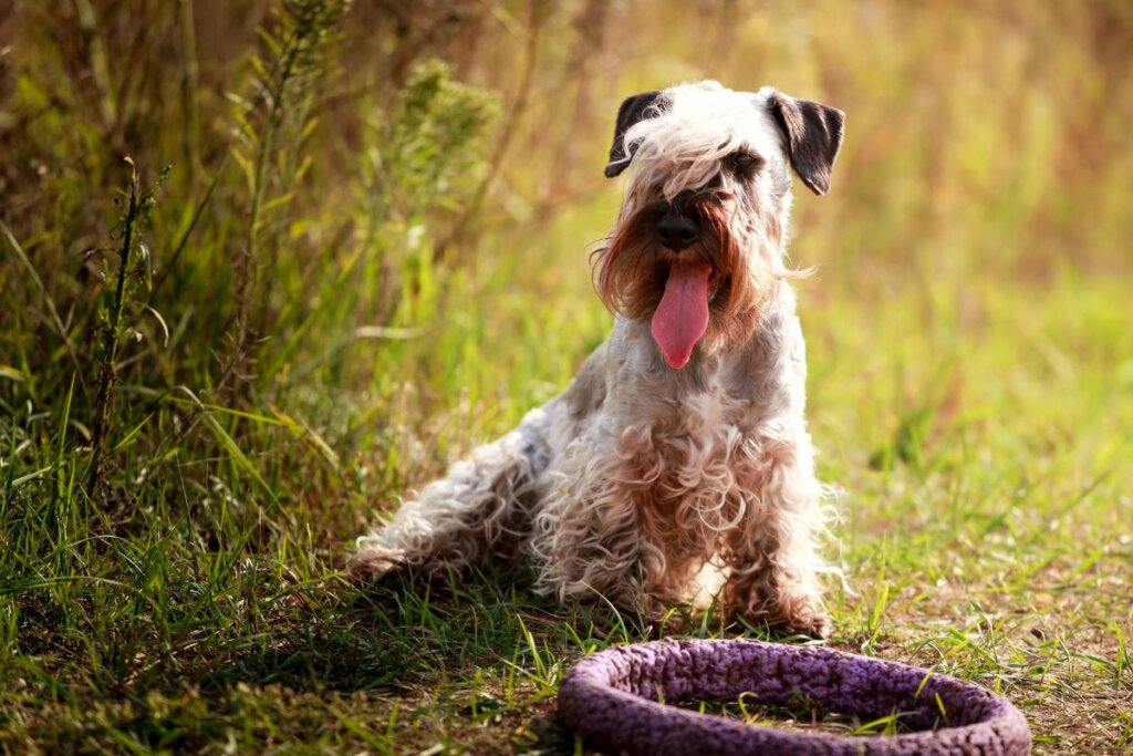 Cesky terrier: conheça as características dessa raça de cachorro 