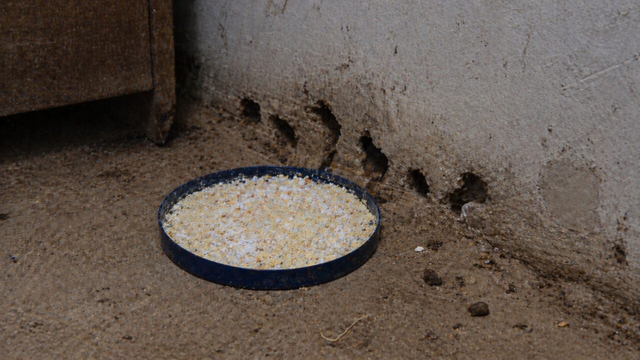O pó de farmácia inofensivo para cães que extermina ratazanas do galpão em poucos dias