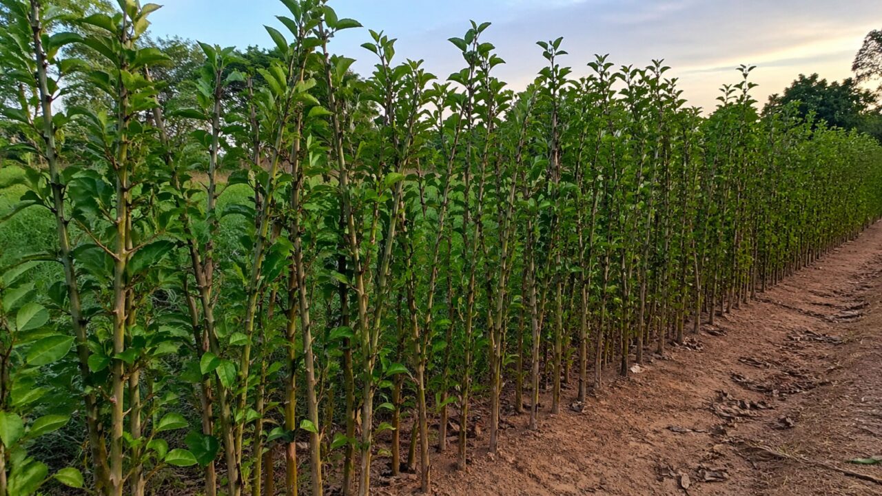 A cerca viva com espinhos usada em quintas que pode substituir muros de cimento e reforçar a proteção