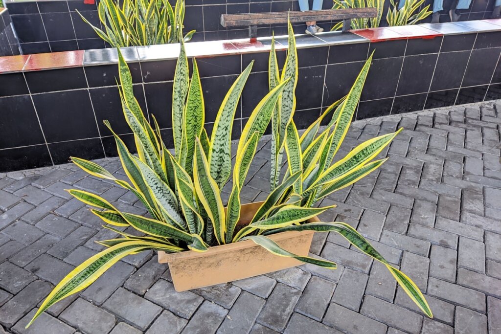 Espada de San Jorge: Resistencia, purificación y simbolismo en un solo cultivo
